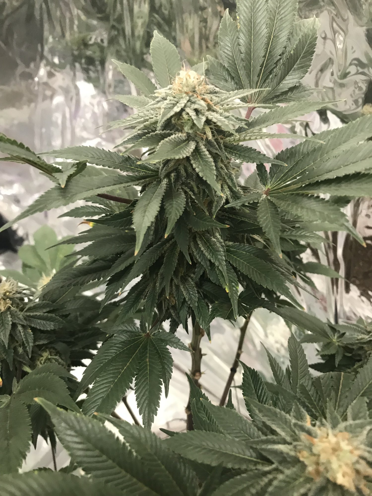 Day41 2