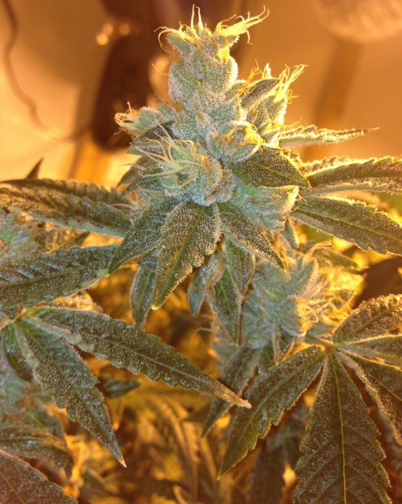 Day460g