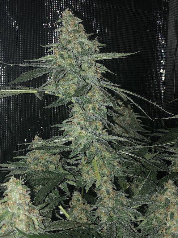 Day46bud