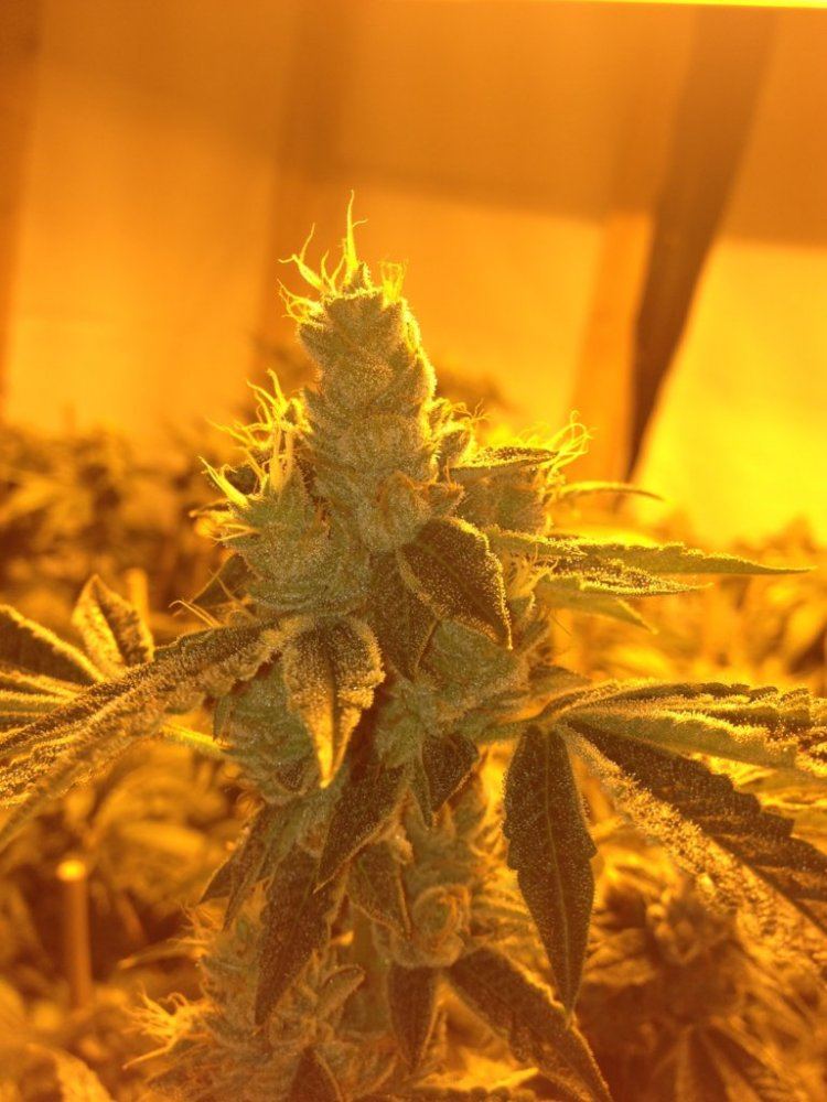 Day46og