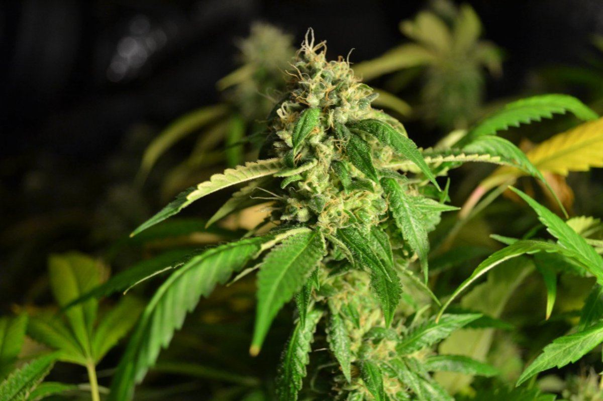 Day55koshnlmikrip 001