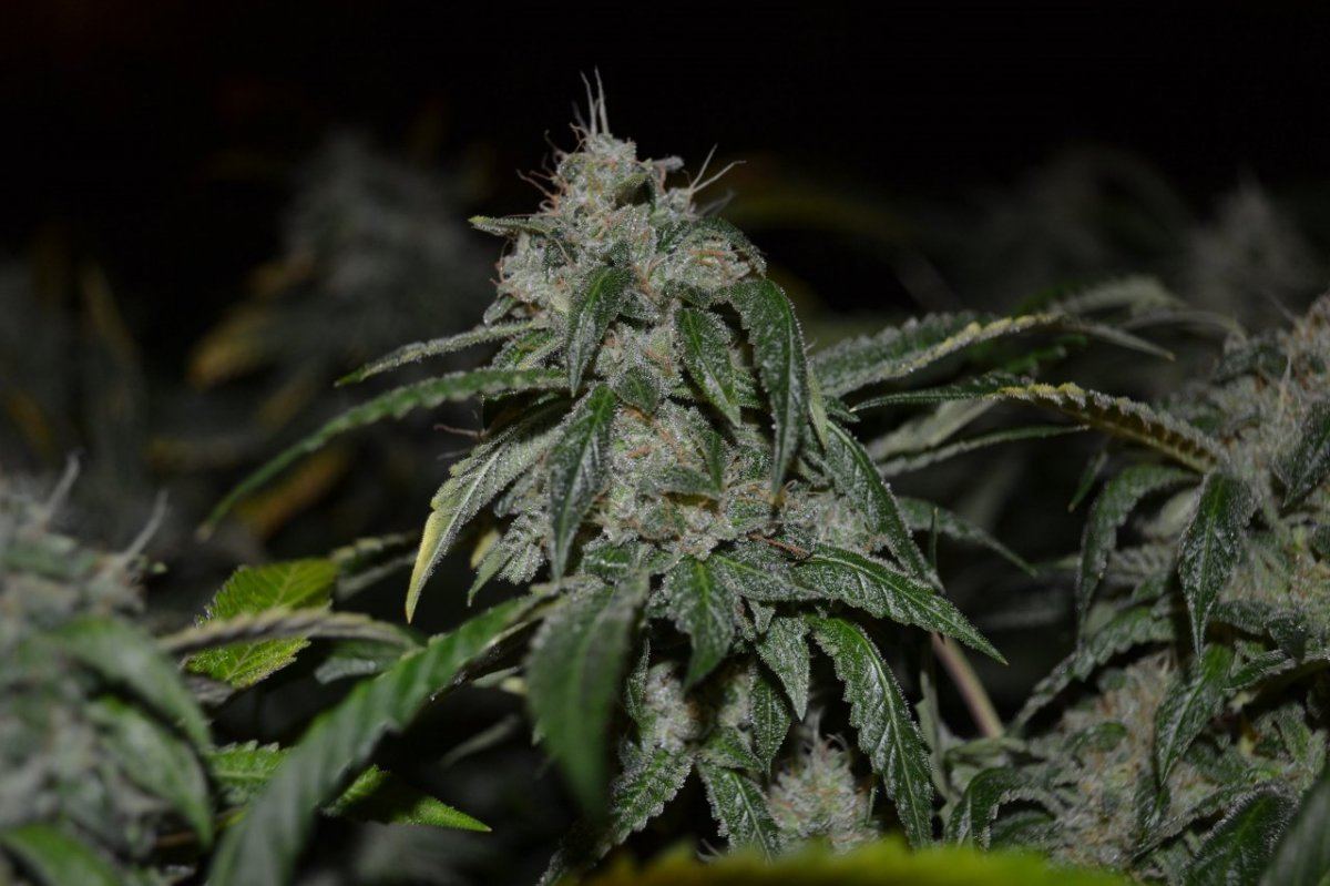 Day55koshnlmikrip 002