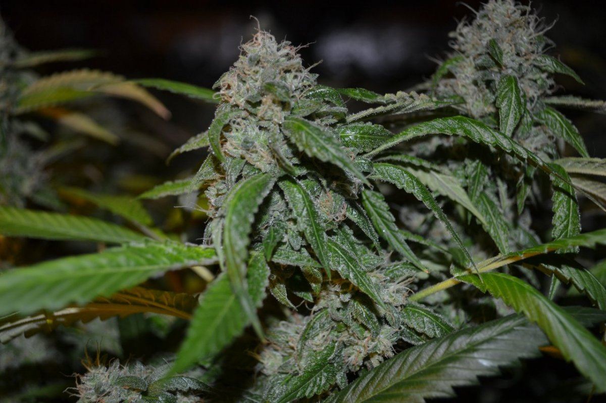 Day55koshnlmikrip 003