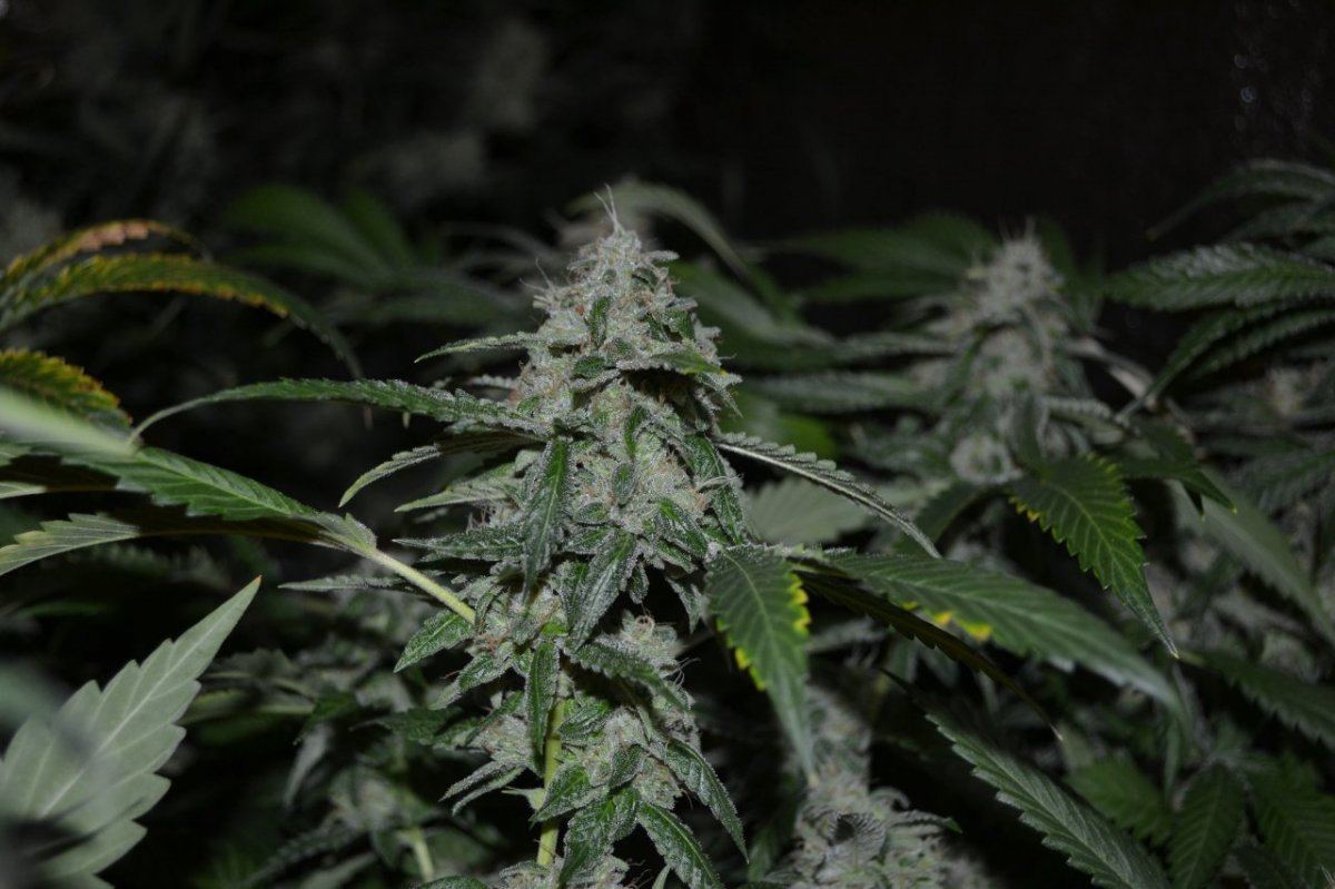 Day55koshnlmikrip 004