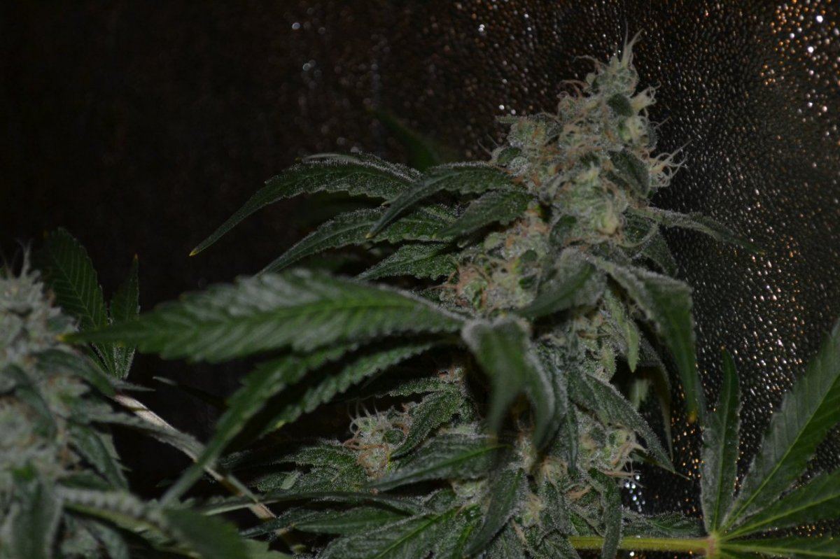 Day55koshnlmikrip 009