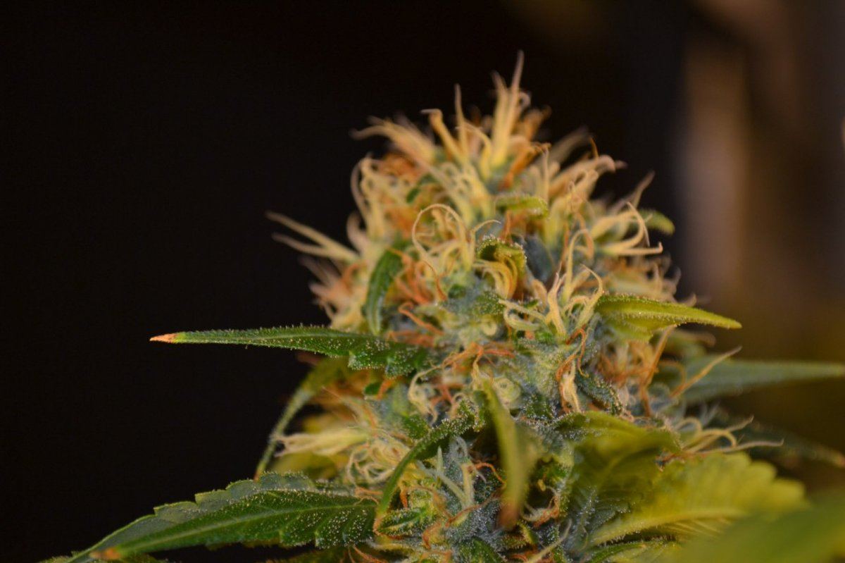 Day55koshnlmikrip 031