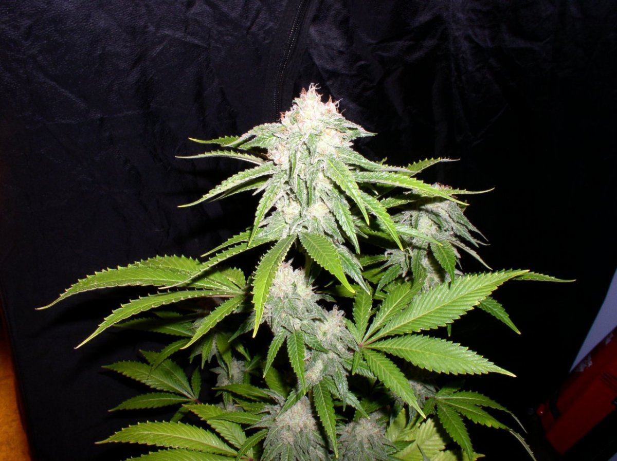 Day58Tahoe1