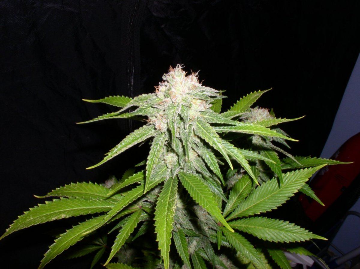 Day58Tahoe2
