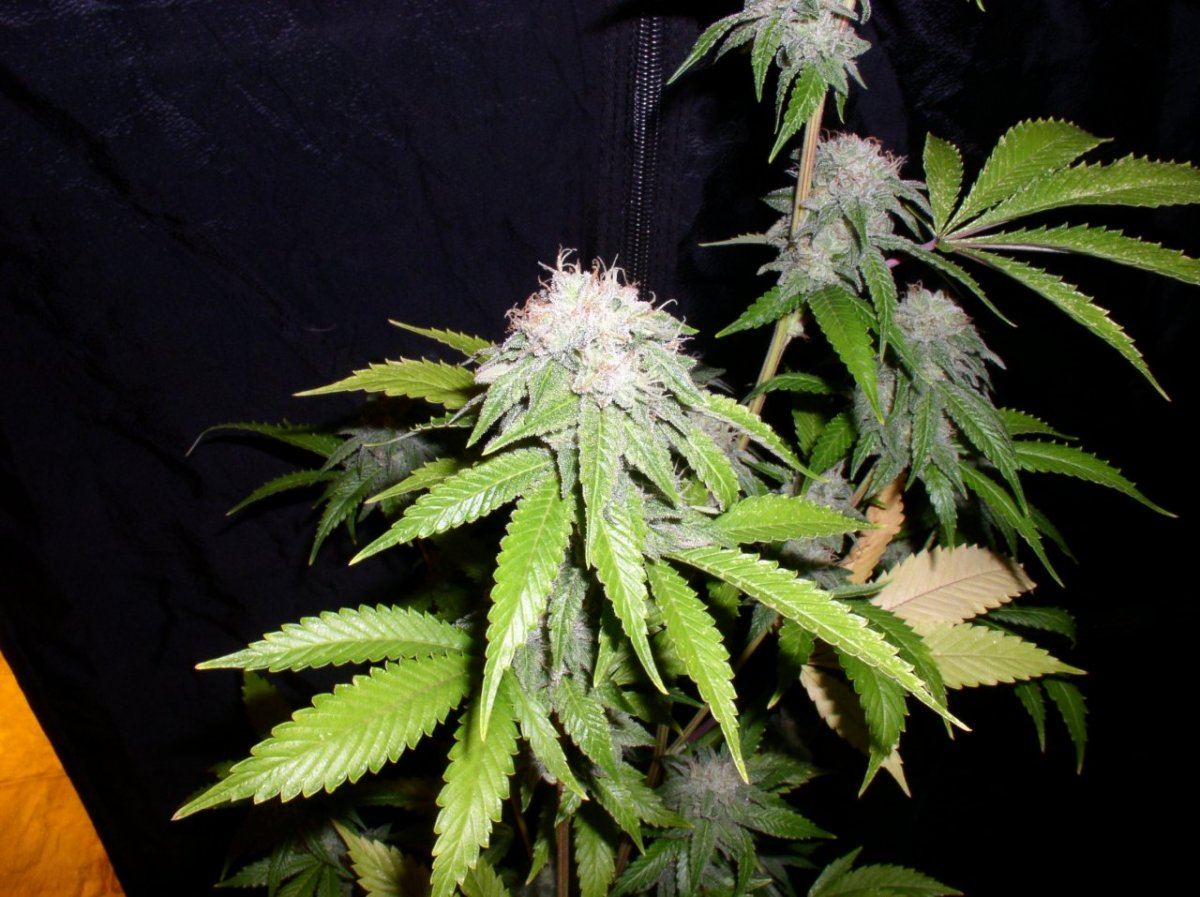 Day58Tahoe3