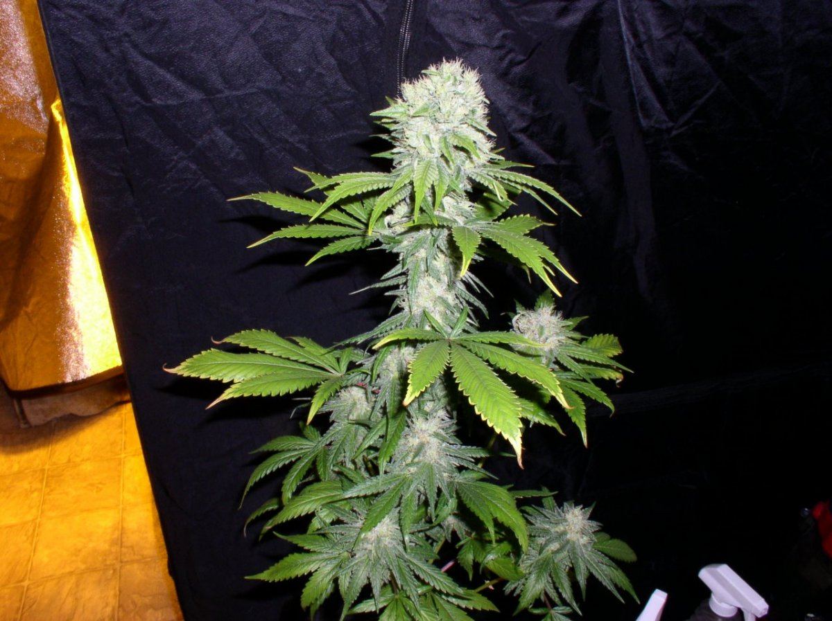 Day58Trainwreck1