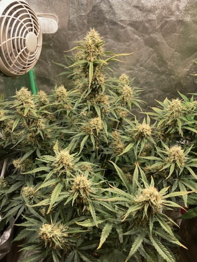 Day59 2