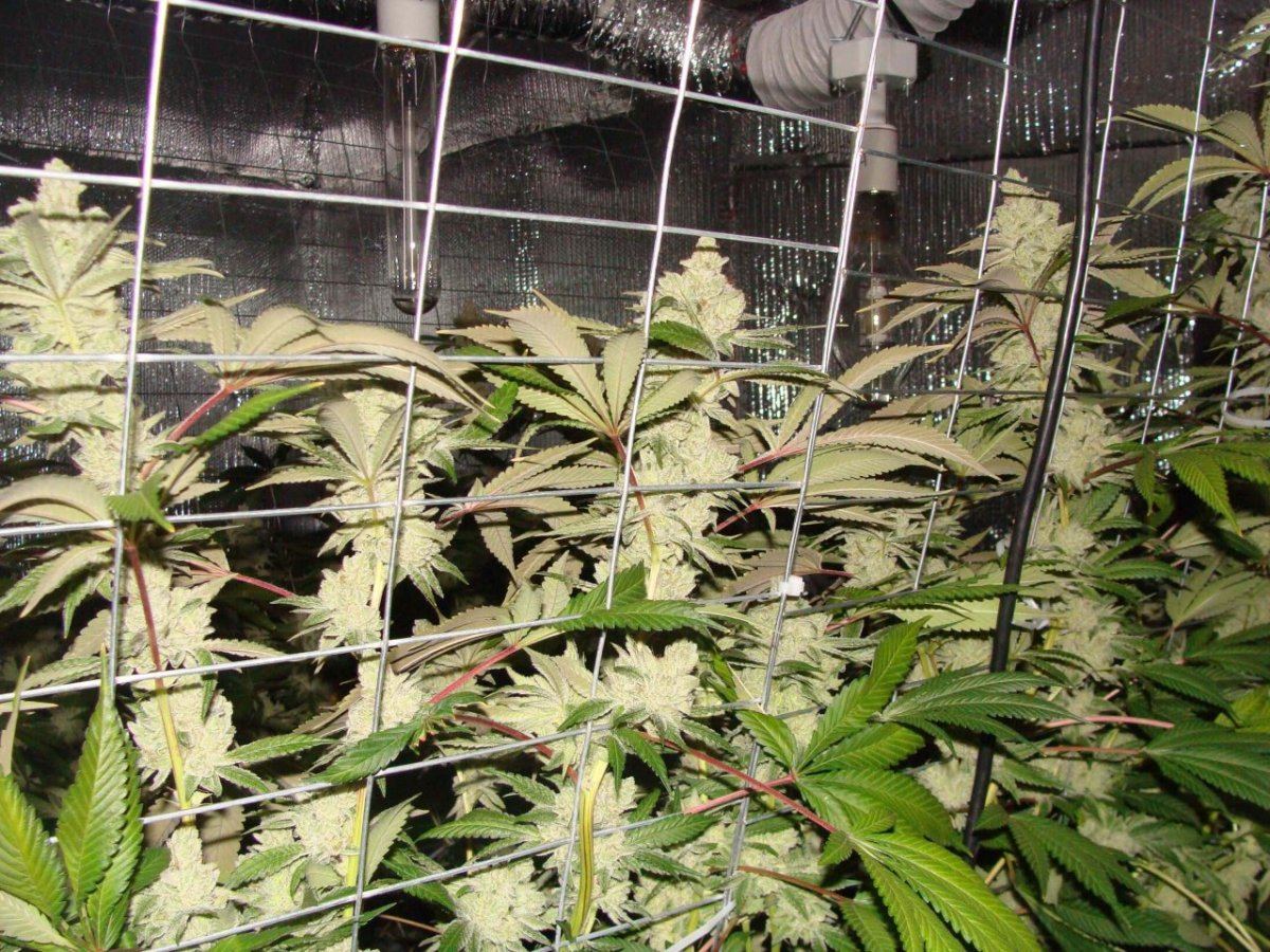 Day60v