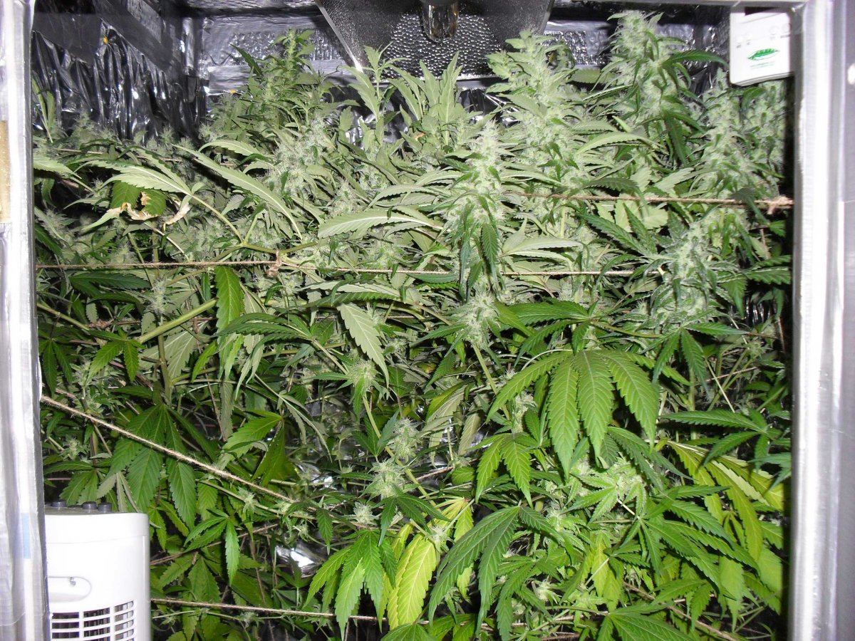 Day65pa