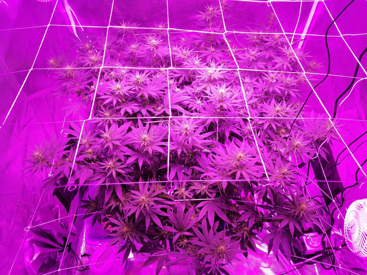 Day78flowerday15 1