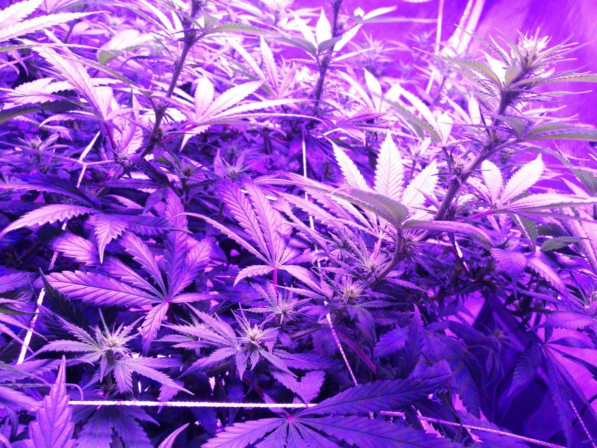 Day78flowerday15 2