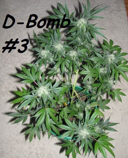 DB3 would do well in SCROG