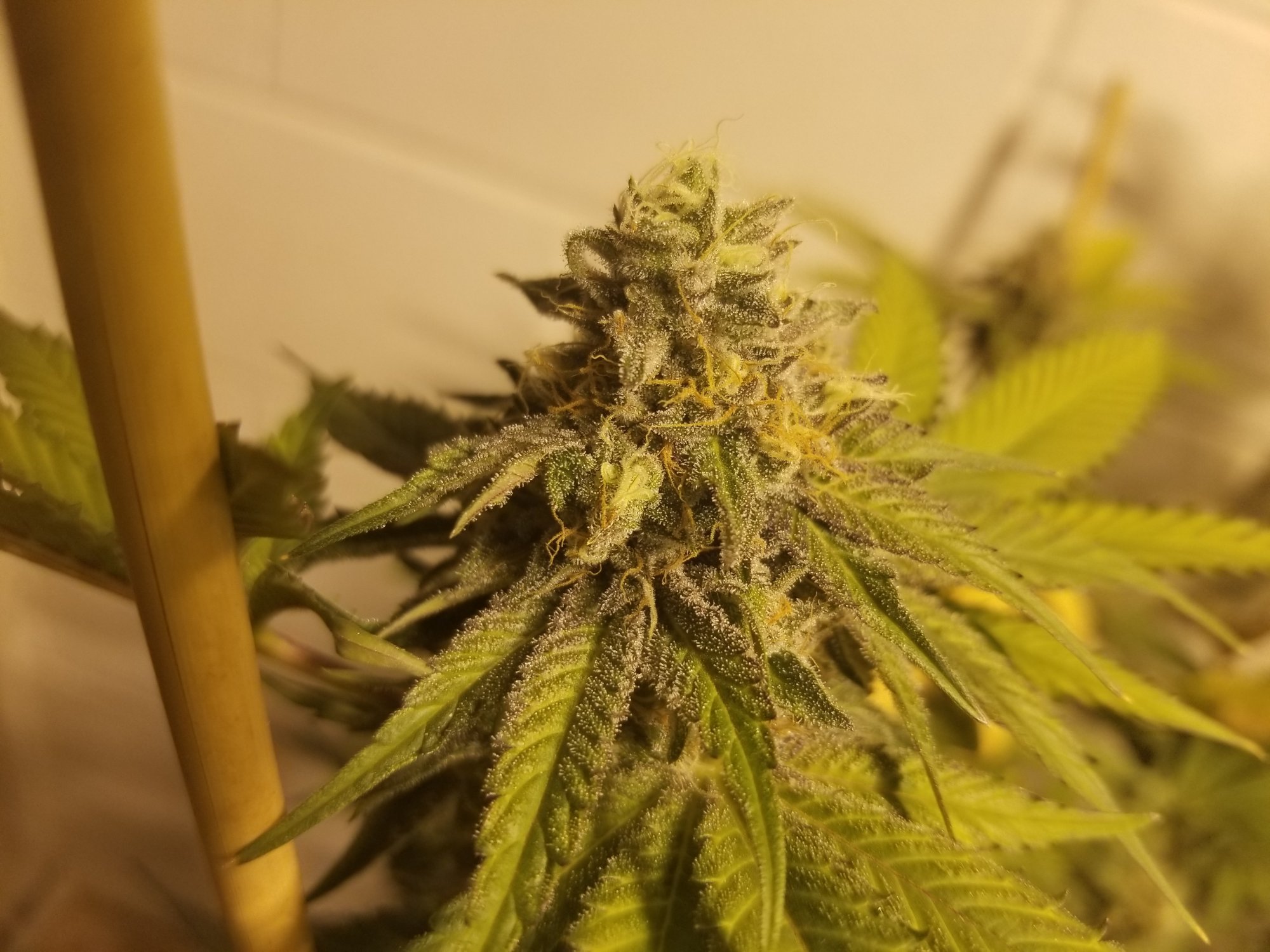 Dbearhypercherrypie7weeks52720