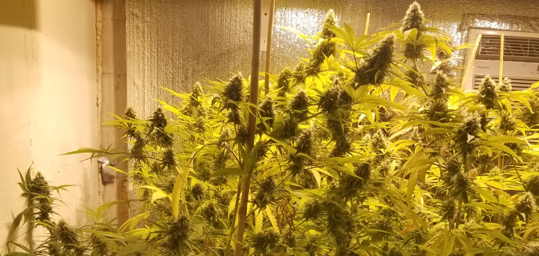 Dbearhyperdeathstar52920