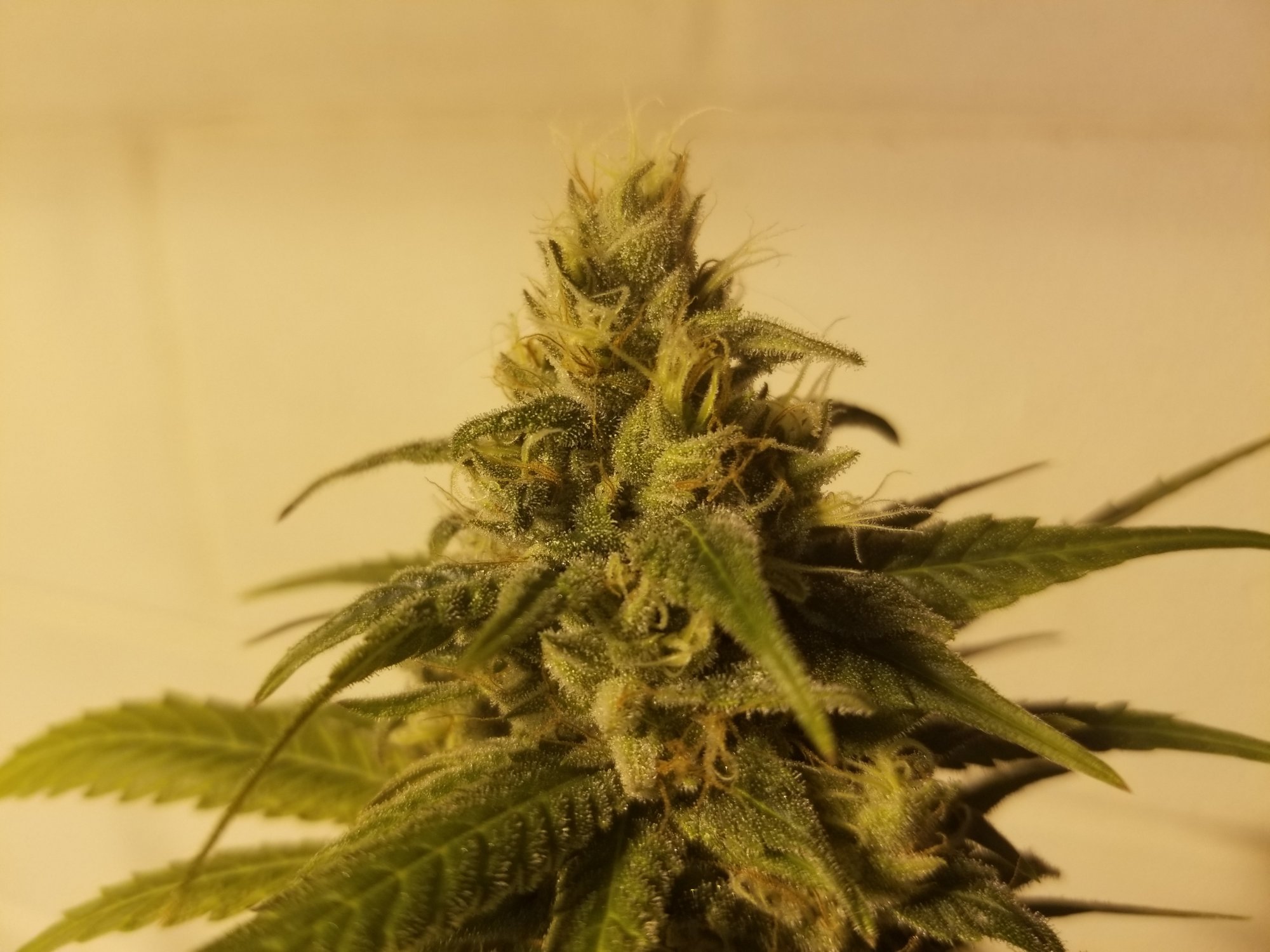 Dbearhyperdragonberry7weeks52720