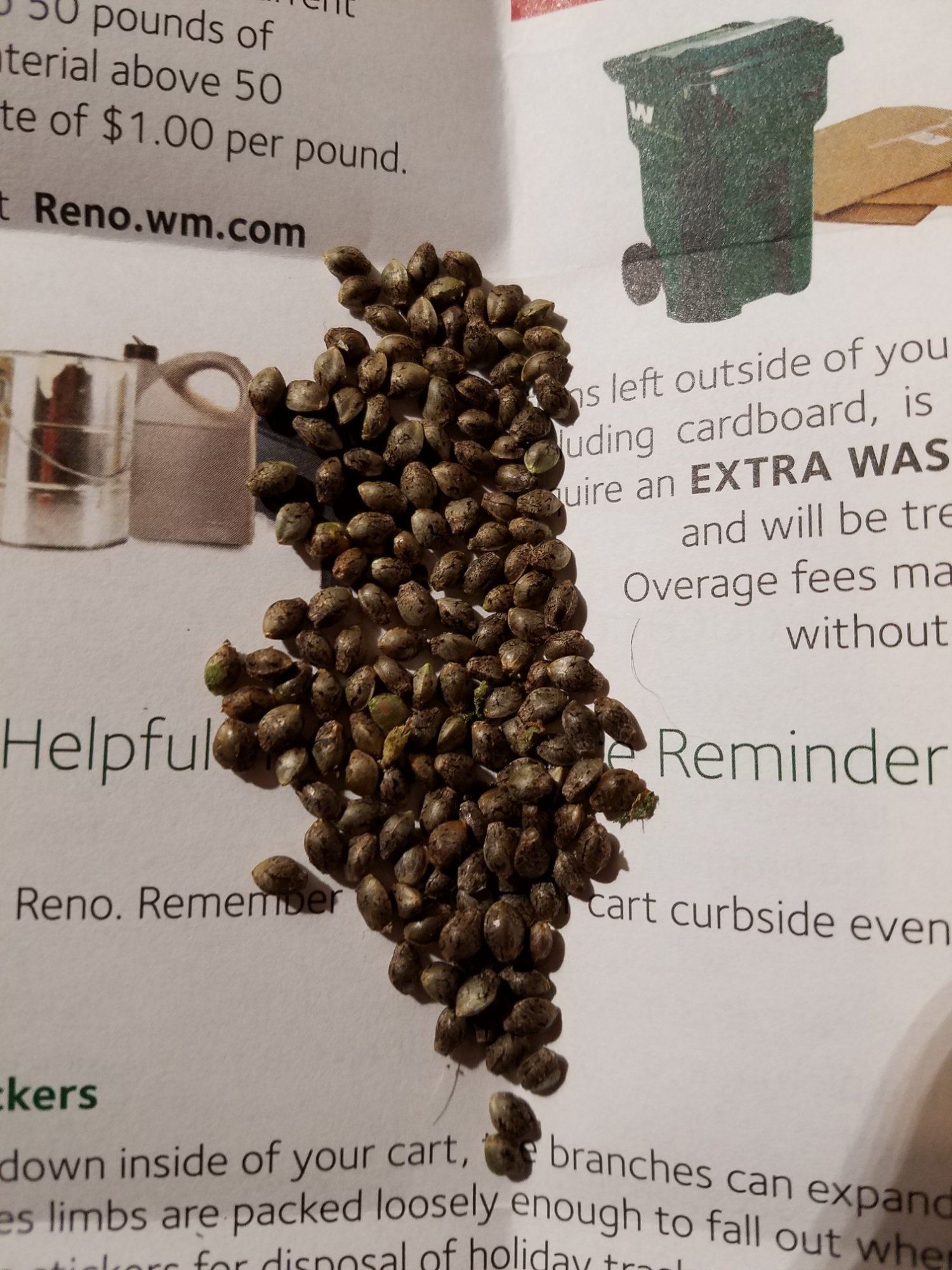 DBHP seeds