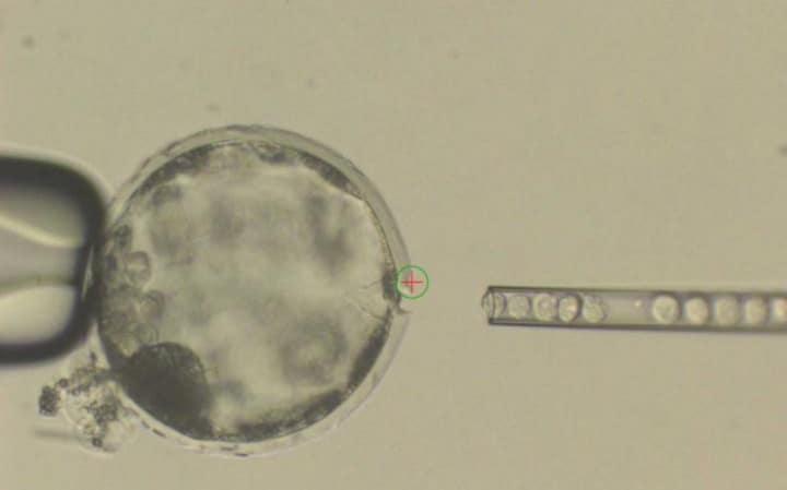 DblGraft   Copy
