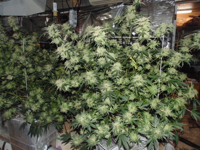 Dbog   09