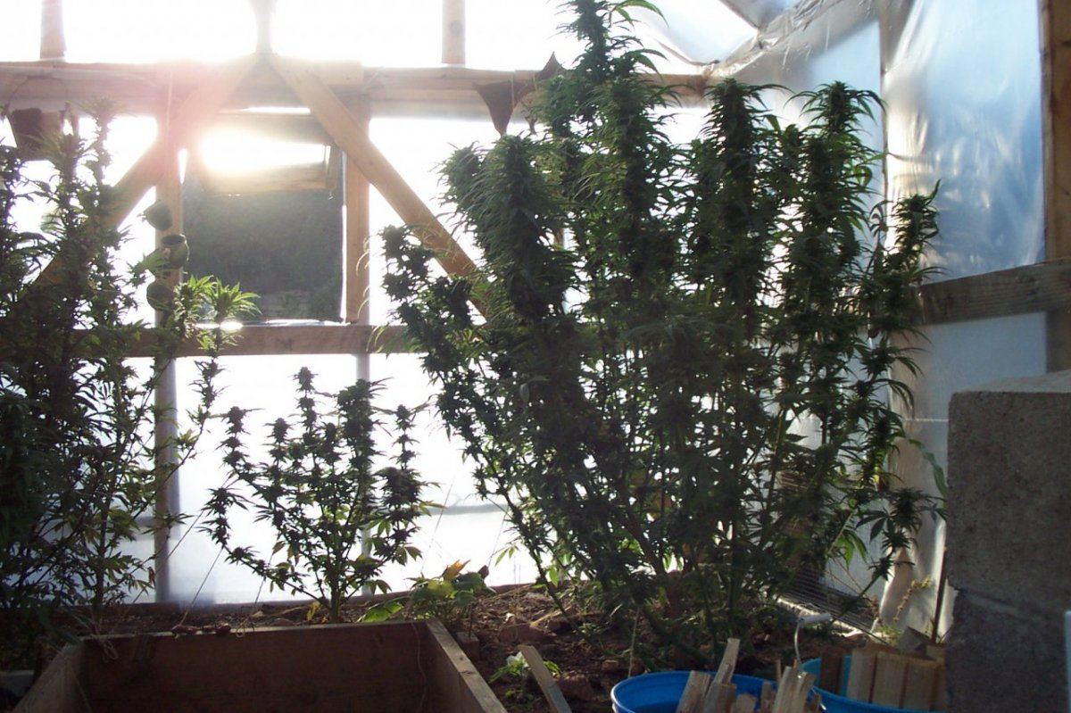 Dcp 3951