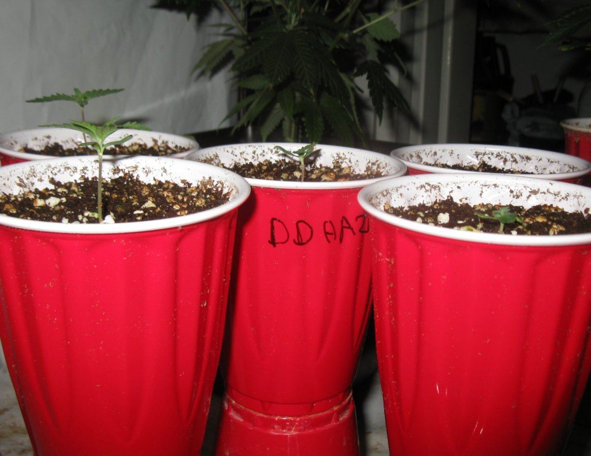 Dd haze     001