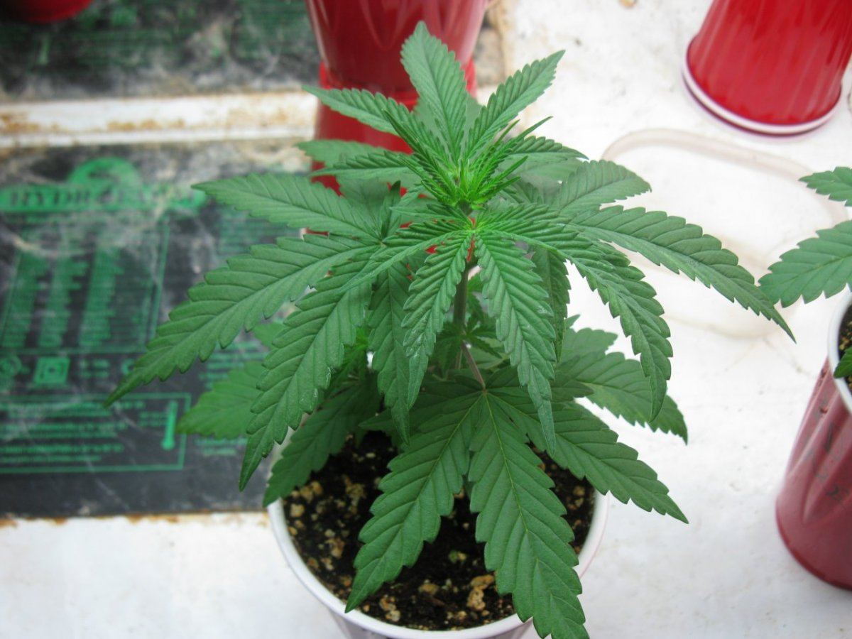 Dd haze 018