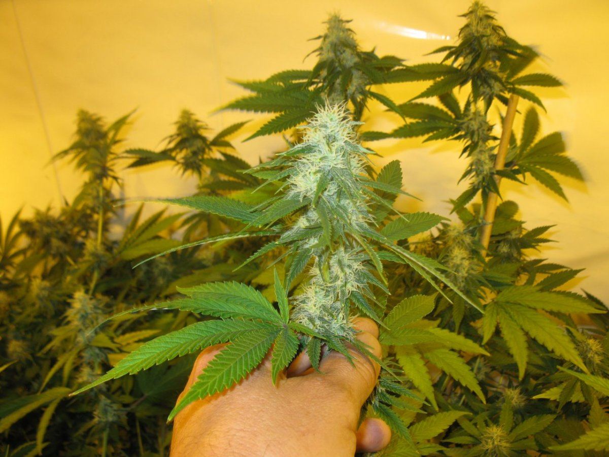 Dd haze 019