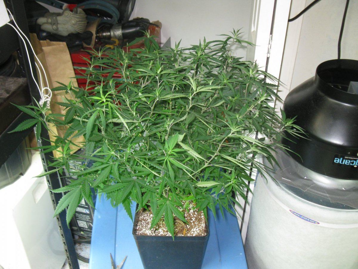 Dd haze 021