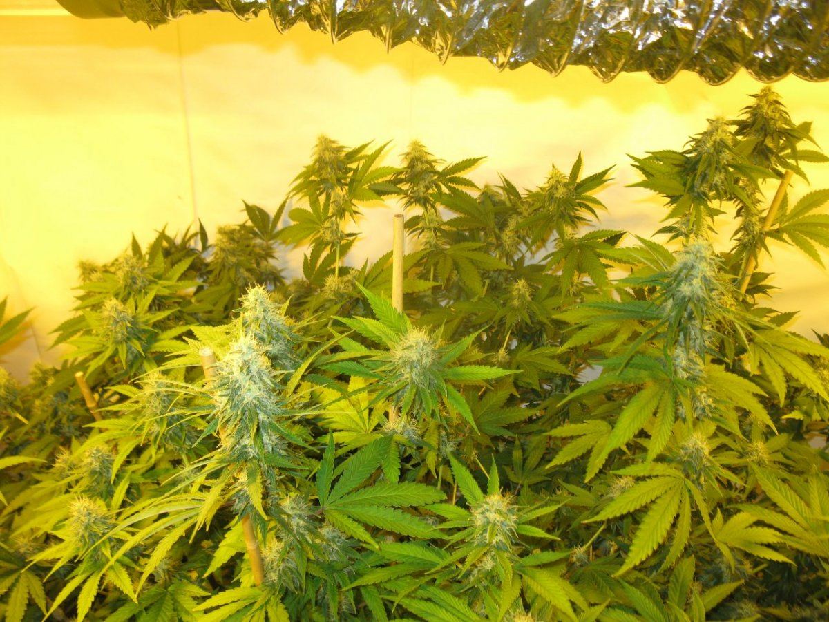 Dd haze 021