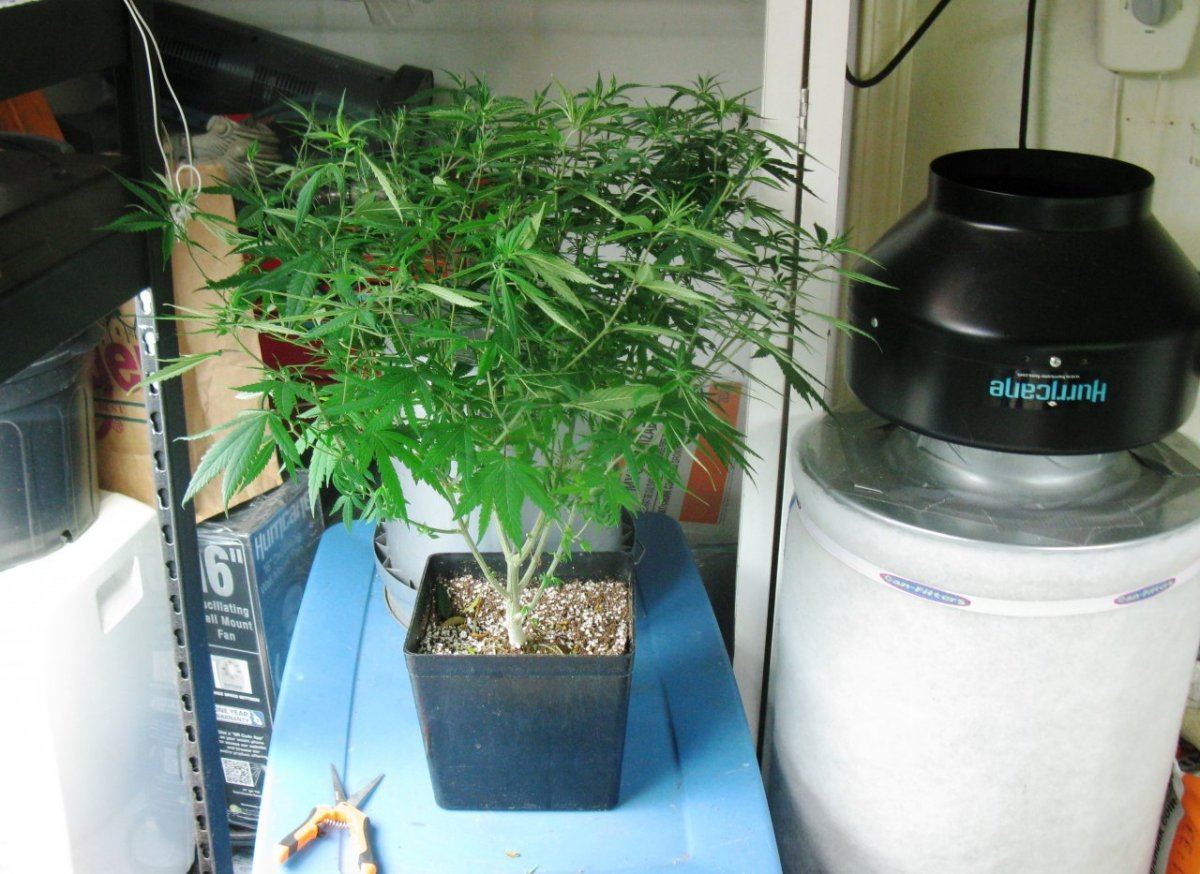 Dd haze 022