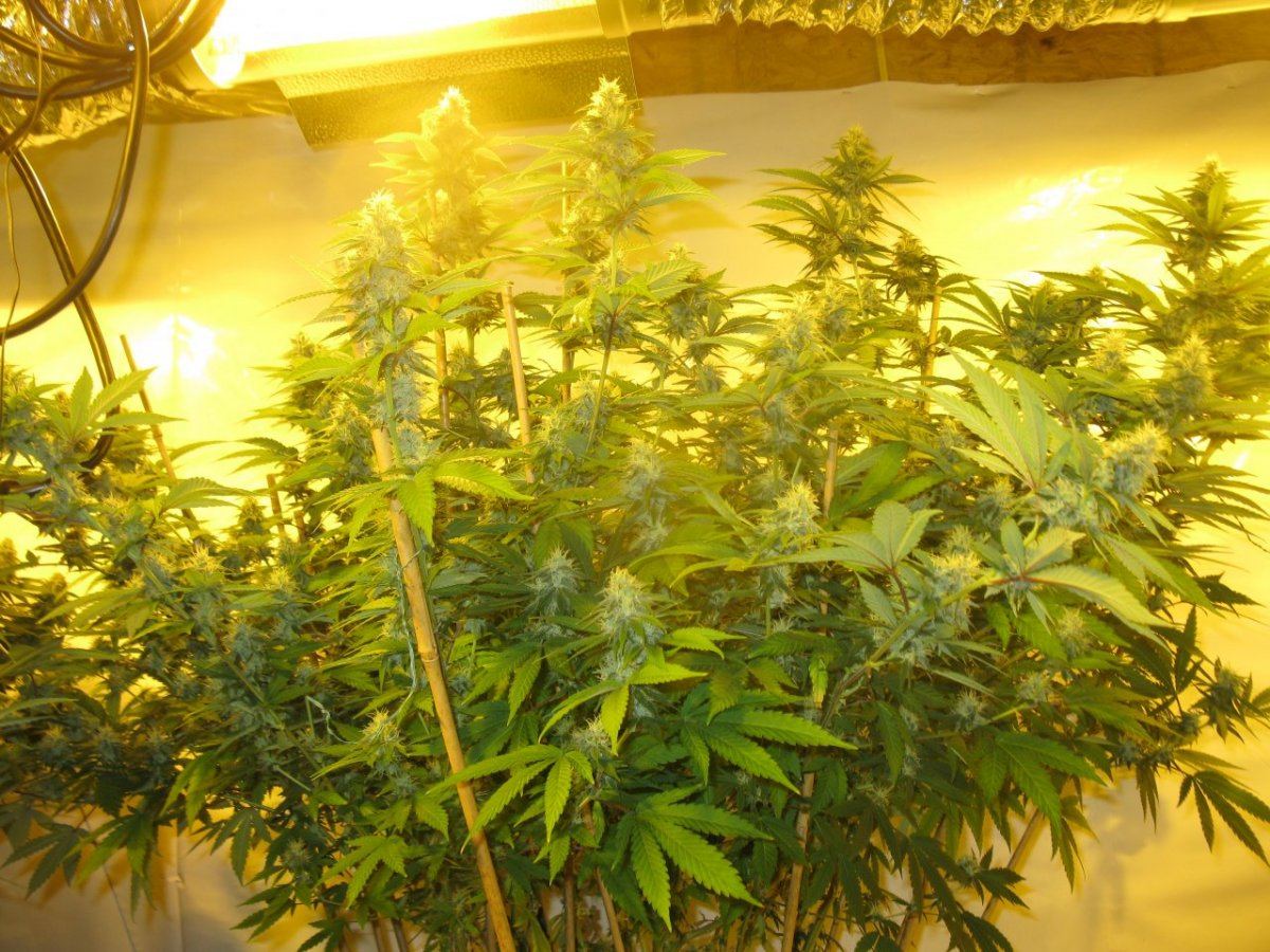Dd haze 022