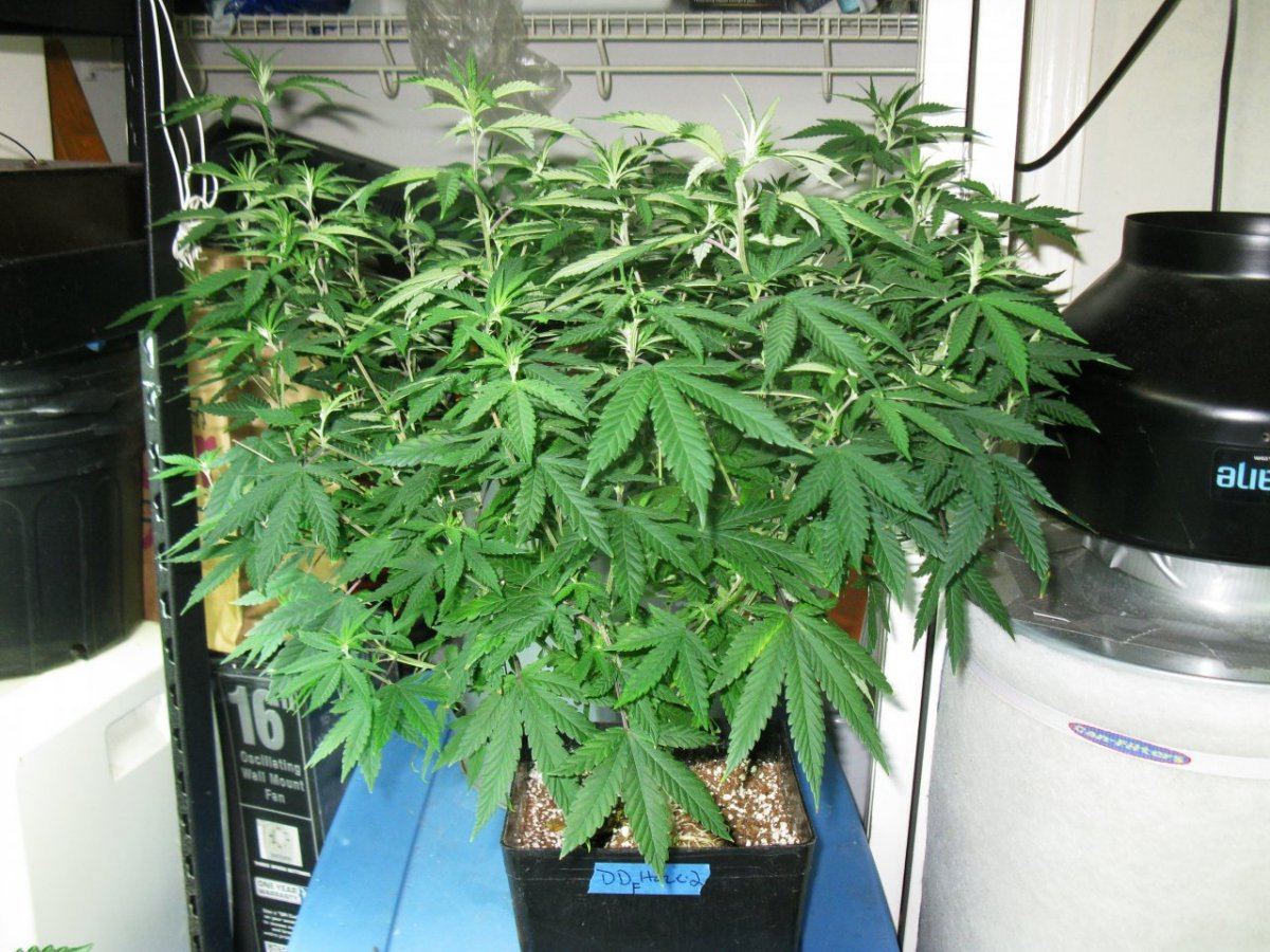 Dd haze 023