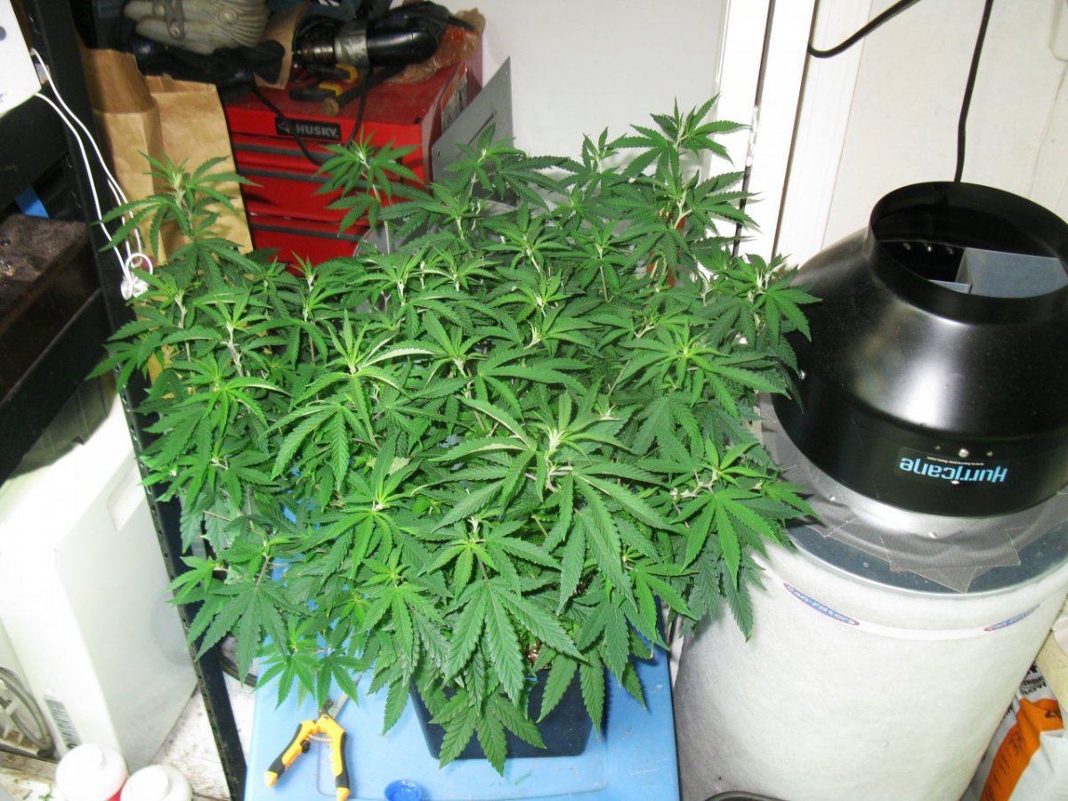 Dd haze 024