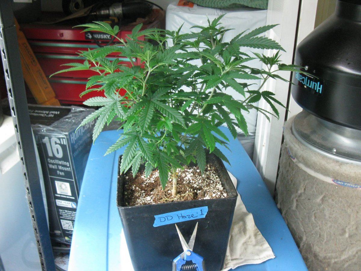 Dd haze 1 008