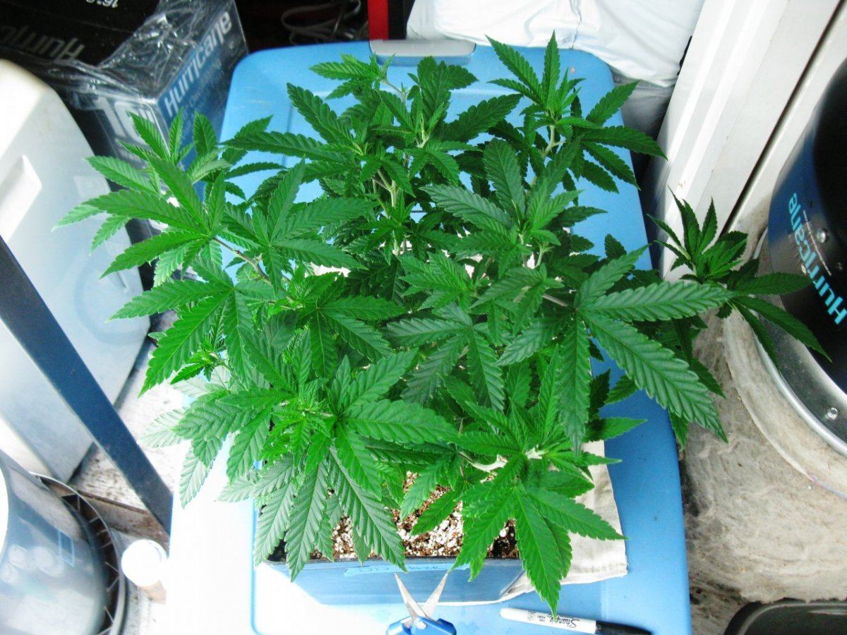 Dd haze 1 009