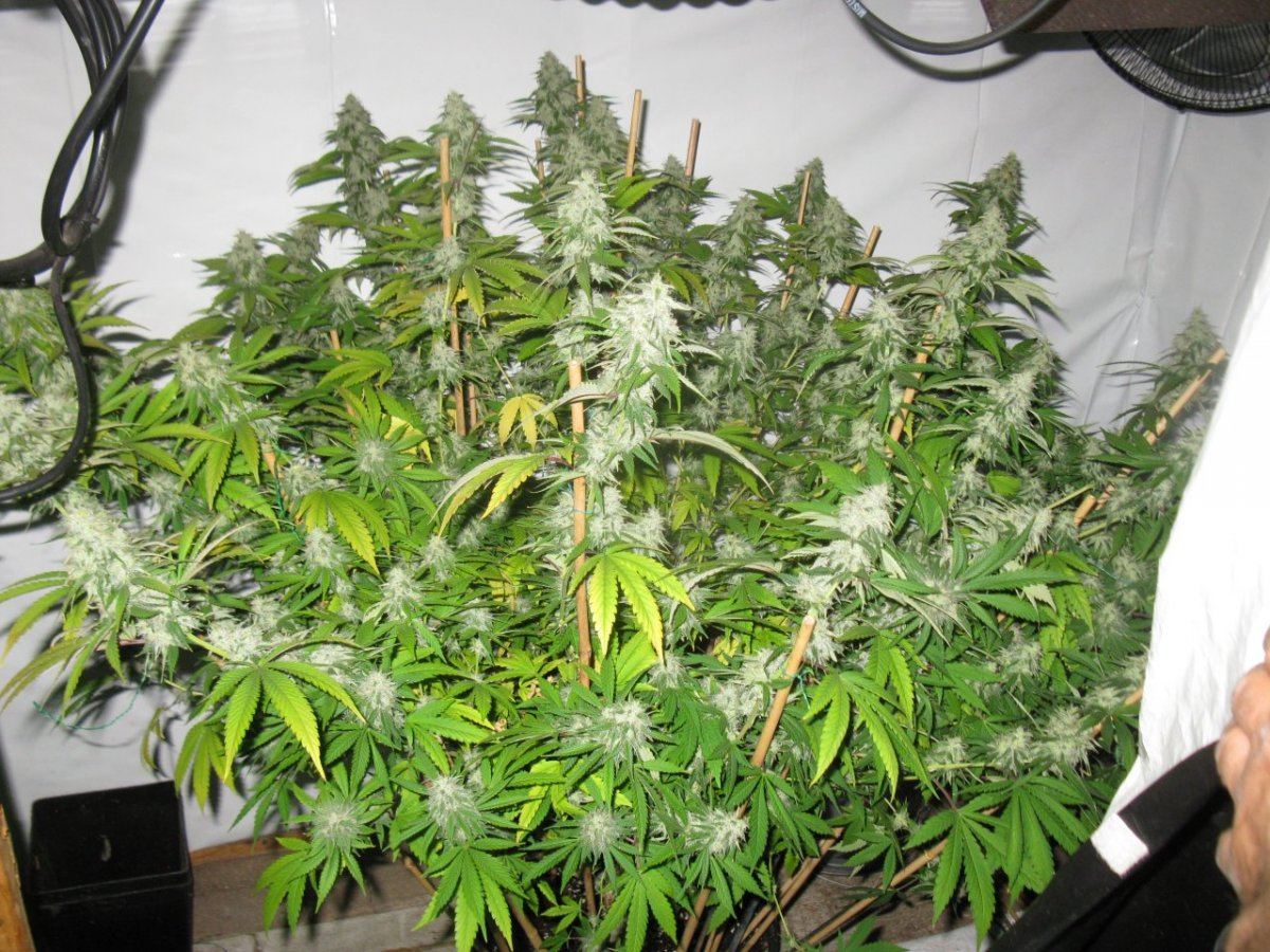 DD haze 1  055