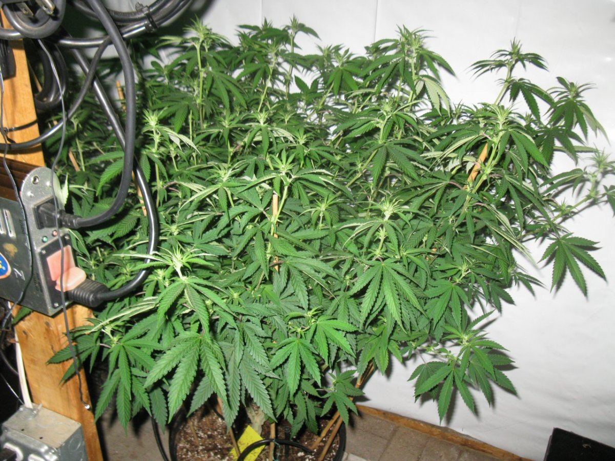 Dd haze 1 098