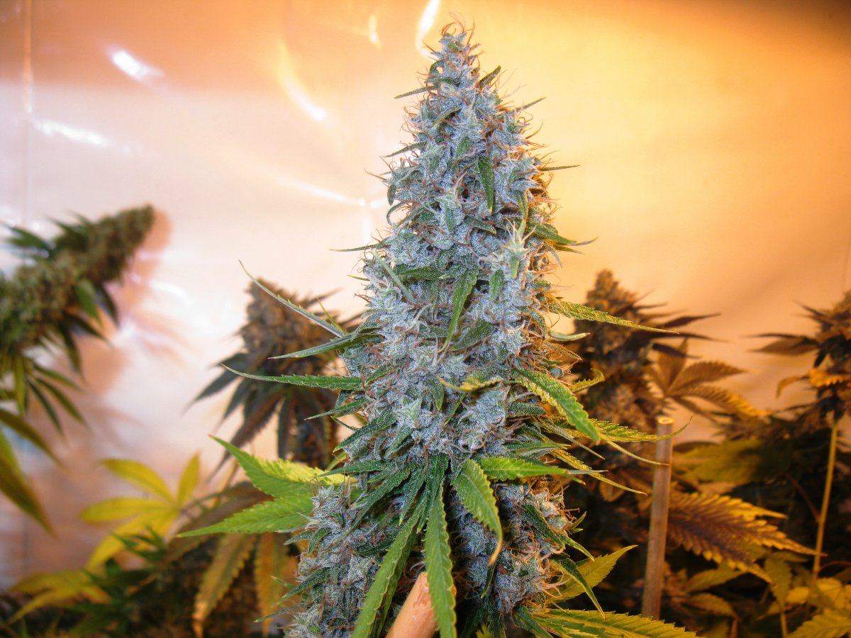 Dd haze 2 001