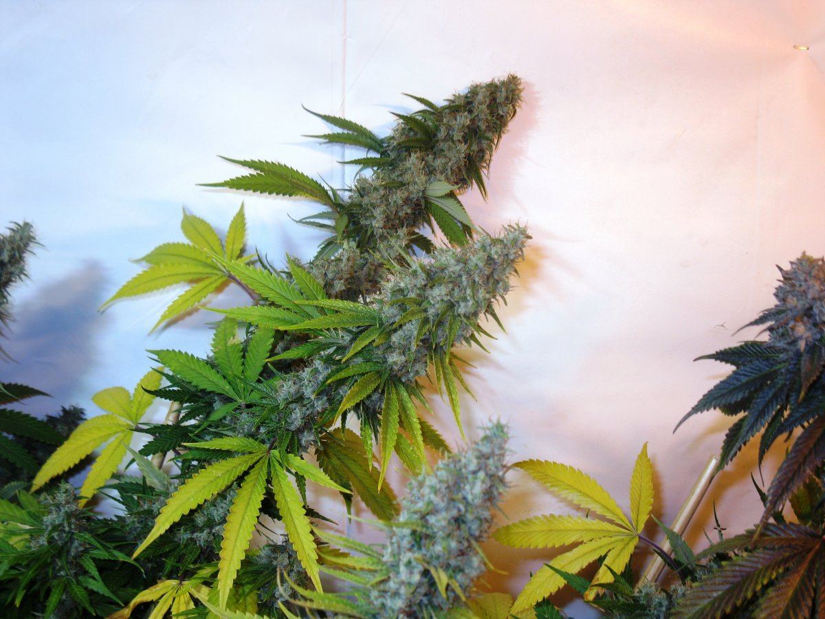 Dd haze 2 002