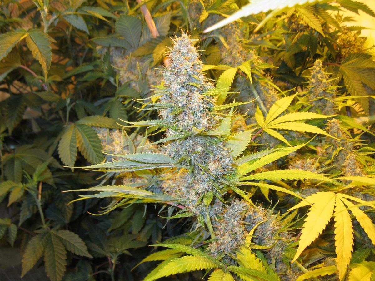 Dd haze 2 003