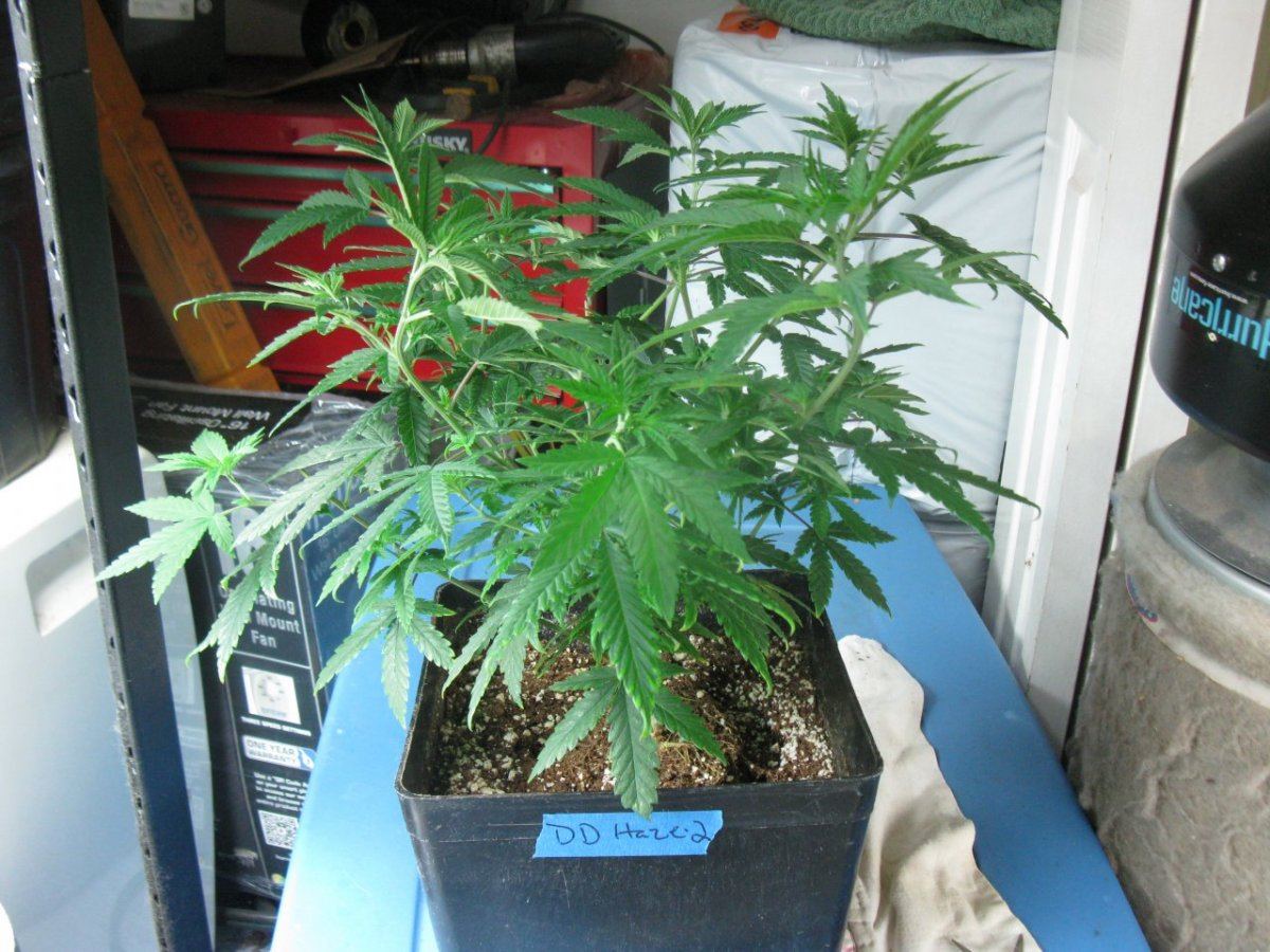 Dd haze 2 010