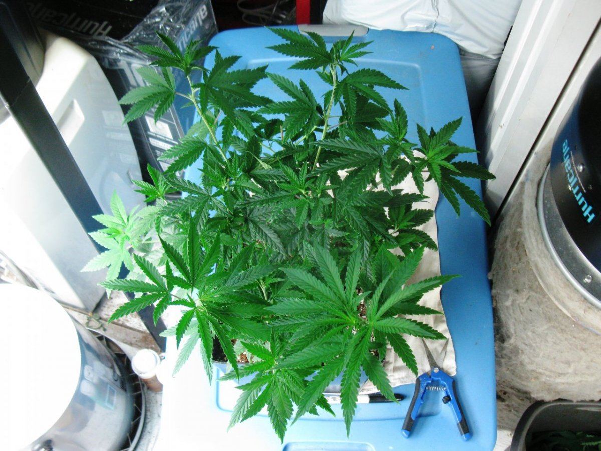 Dd haze 2 011