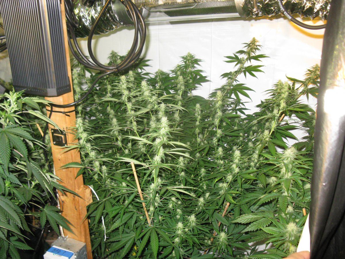 Dd haze 2 012