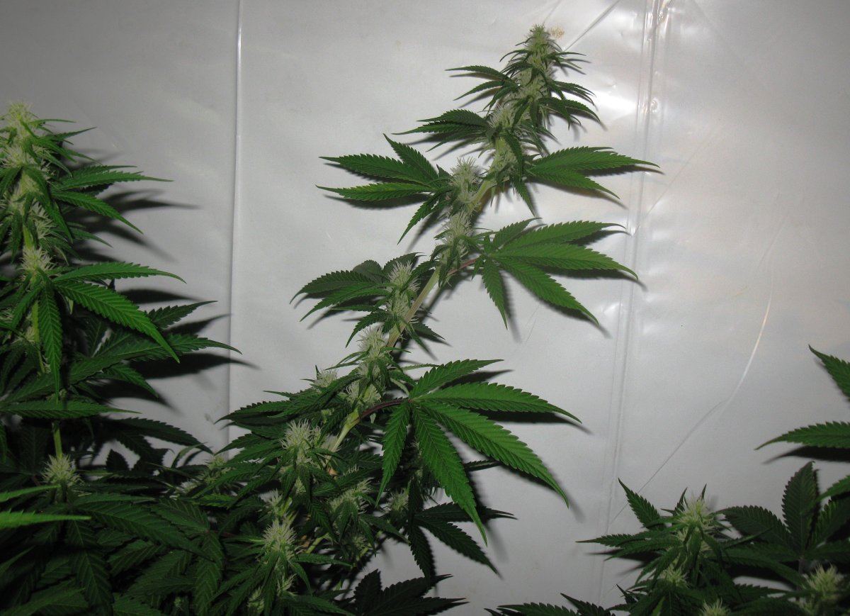 Dd haze 2 014