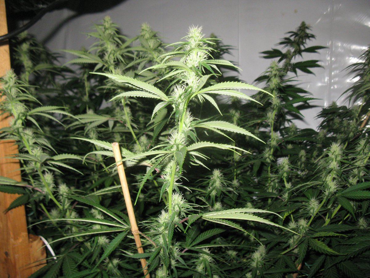 Dd haze 2  050