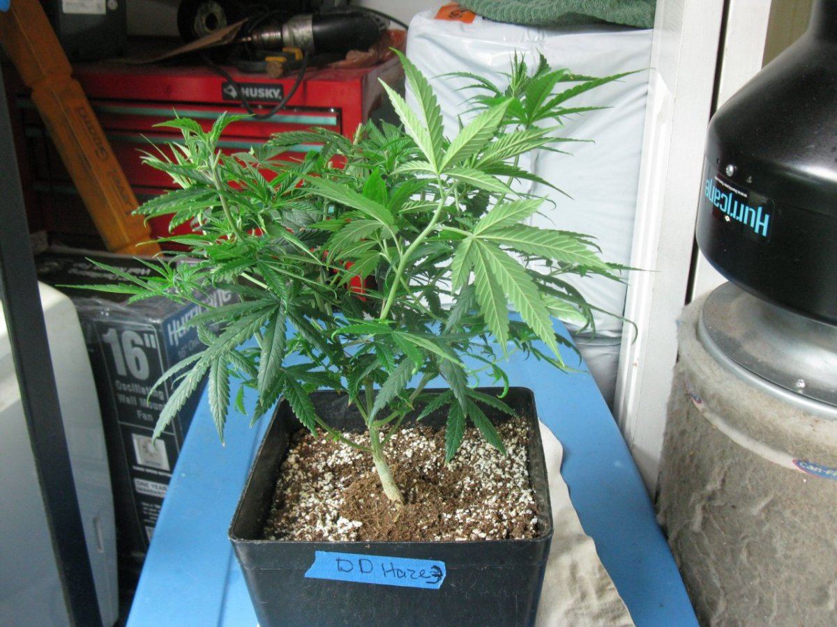 Dd haze 3 012