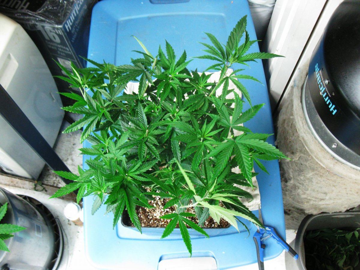 Dd haze 3 013